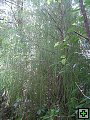 thn_NZ leden-unor 2006 151.jpg